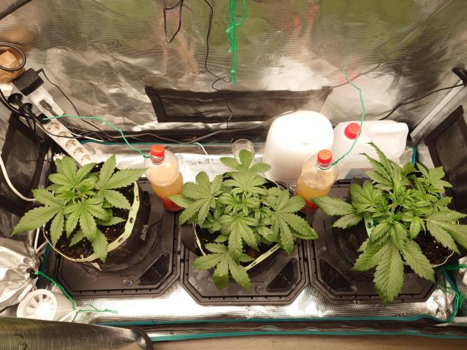 AA+BB+CC RF3 - AI-Grow. Week 4