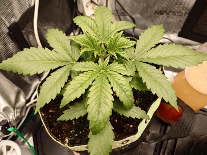 AA+BB+CC RF3 - AI-Grow. Week 4