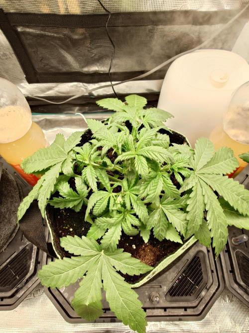 AA+BB+CC RF3 - AI-Grow. Week 4