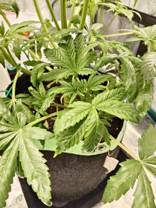 AA+BB+CC RF3 - AI-Grow. Week 5
