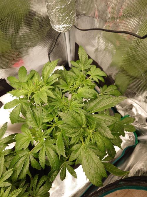 AA+BB+CC RF3 - AI-Grow. Week 5