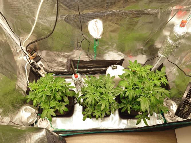 AA+BB+CC RF3 - AI-Grow. Week 5
