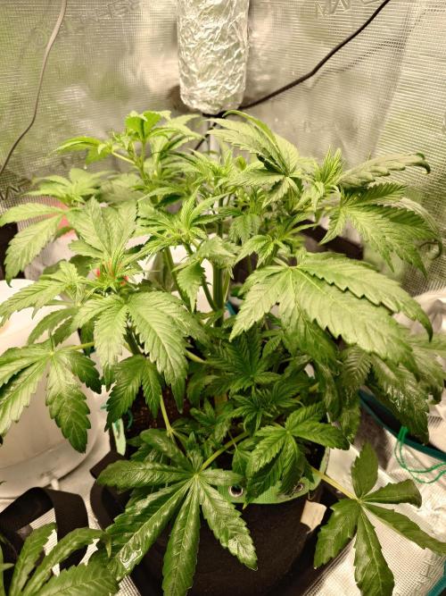 AA+BB+CC RF3 - AI-Grow. Week 5