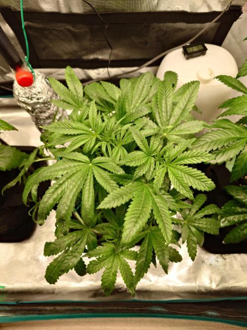 AA+BB+CC RF3 - AI-Grow. Week 5
