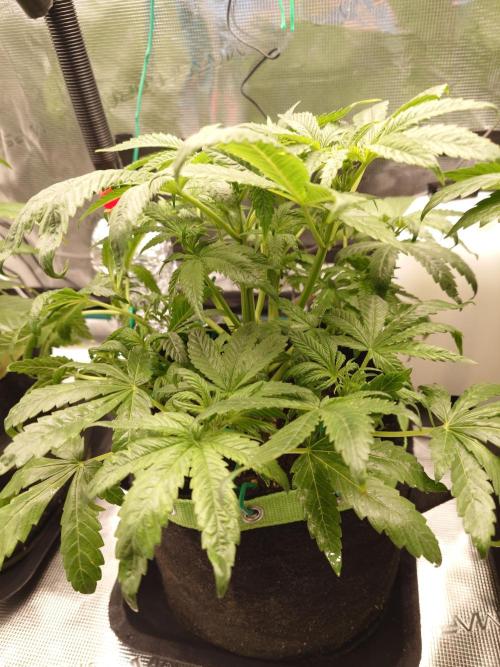 AA+BB+CC RF3 - AI-Grow. Week 5