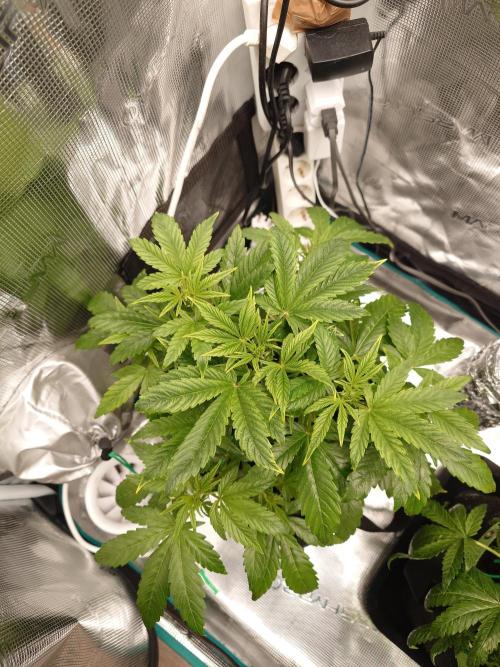 AA+BB+CC RF3 - AI-Grow. Week 5