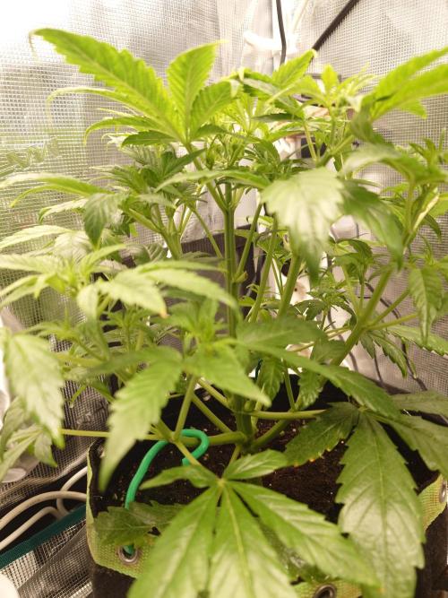 AA+BB+CC RF3 - AI-Grow. Week 5
