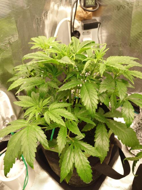 AA+BB+CC RF3 - AI-Grow. Week 5