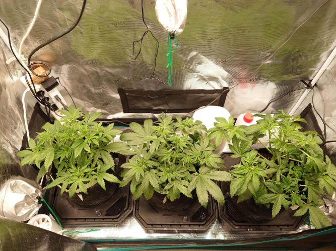 AA+BB+CC RF3 - AI-Grow. Week 5
