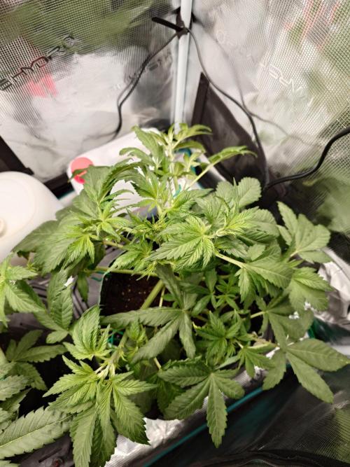 AA+BB+CC RF3 - AI-Grow. Week 5