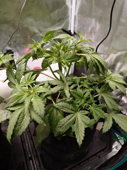 AA+BB+CC RF3 - AI-Grow. Week 5