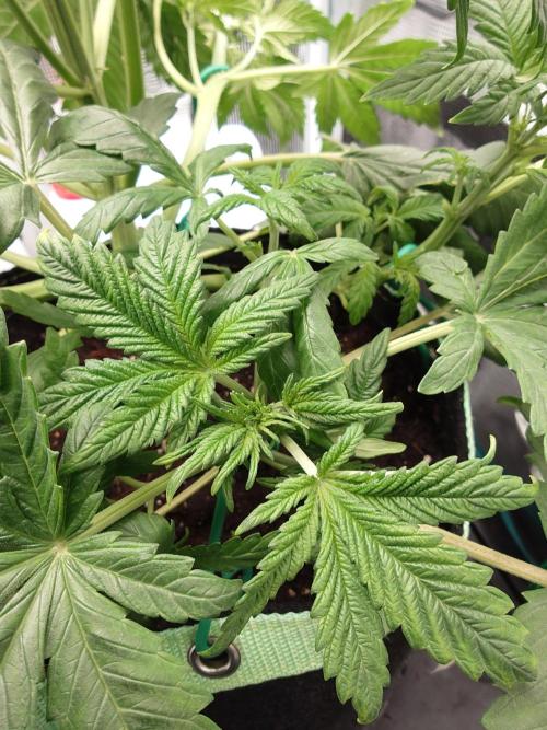 AA+BB+CC RF3 - AI-Grow. Week 5