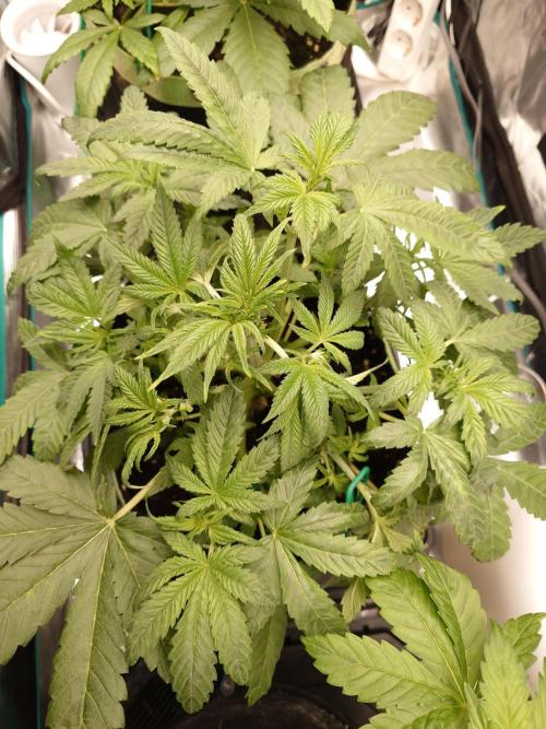 AA+BB+CC RF3 - AI-Grow. Week 5