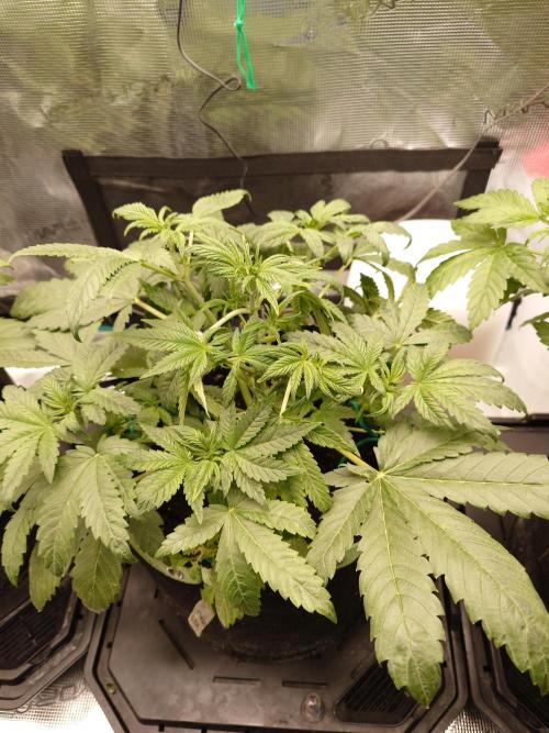 AA+BB+CC RF3 - AI-Grow. Week 5
