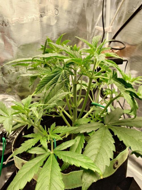 AA+BB+CC RF3 - AI-Grow. Week 5