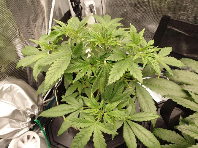 AA+BB+CC RF3 - AI-Grow. Week 5