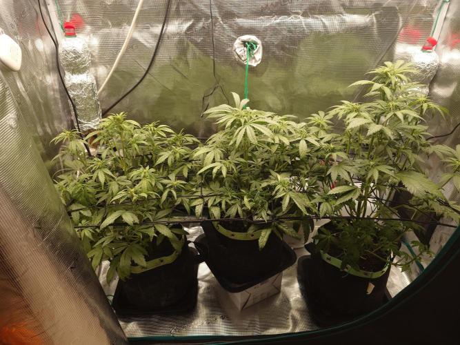 AA+BB+CC RF3 - AI-Grow. Week 6