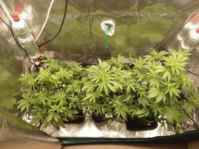 AA+BB+CC RF3 - AI-Grow. Week 6