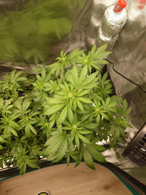 AA+BB+CC RF3 - AI-Grow. Week 6