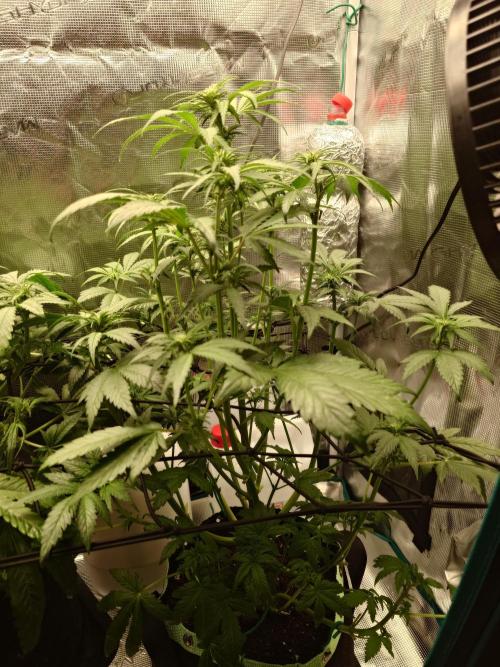 AA+BB+CC RF3 - AI-Grow. Week 6