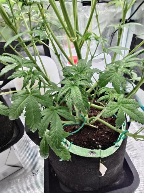 AA+BB+CC RF3 - AI-Grow. Week 6