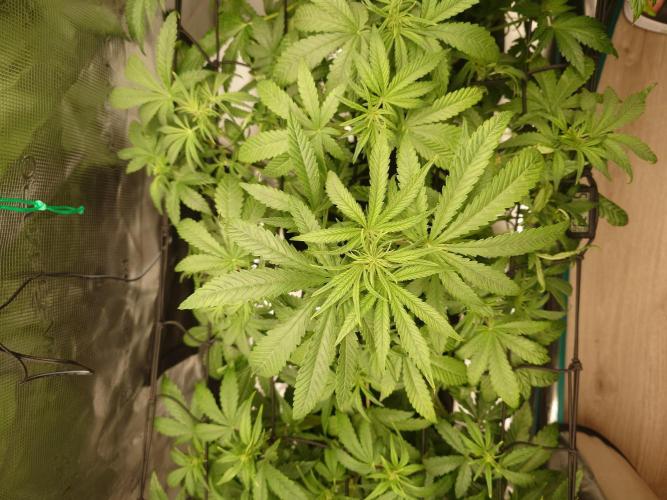 AA+BB+CC RF3 - AI-Grow. Week 6