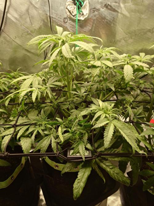 AA+BB+CC RF3 - AI-Grow. Week 6