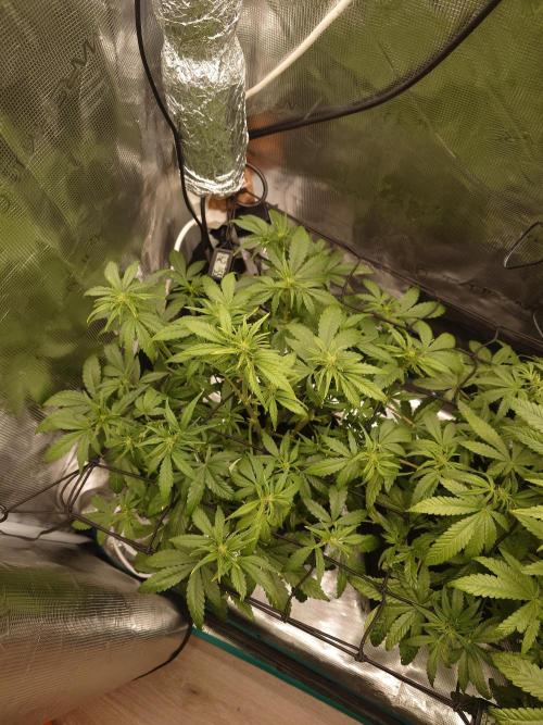 AA+BB+CC RF3 - AI-Grow. Week 6
