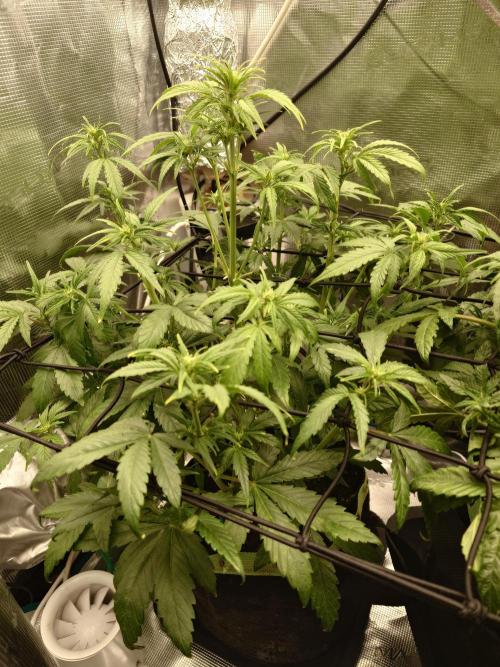 AA+BB+CC RF3 - AI-Grow. Week 6