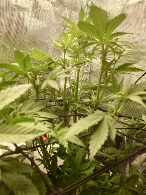 AA+BB+CC RF3 - AI-Grow. Week 6