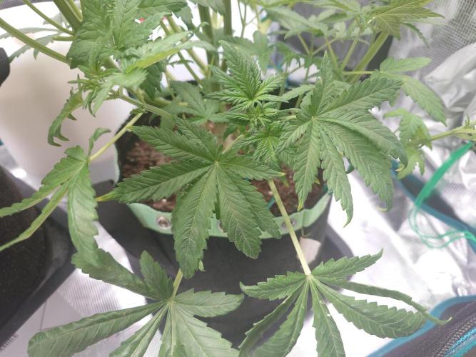 AA+BB+CC RF3 - AI-Grow. Week 6