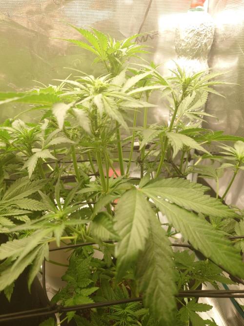 AA+BB+CC RF3 - AI-Grow. Week 6