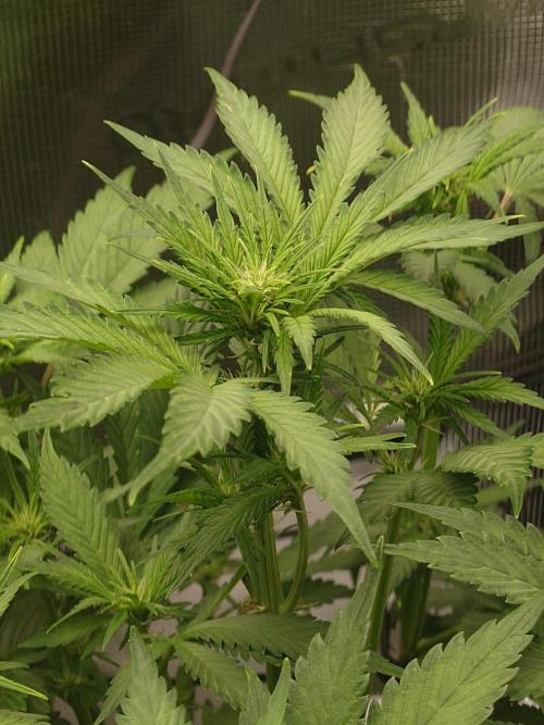 AA+BB+CC RF3 - AI-Grow. Week 6