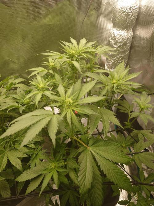 AA+BB+CC RF3 - AI-Grow. Week 6
