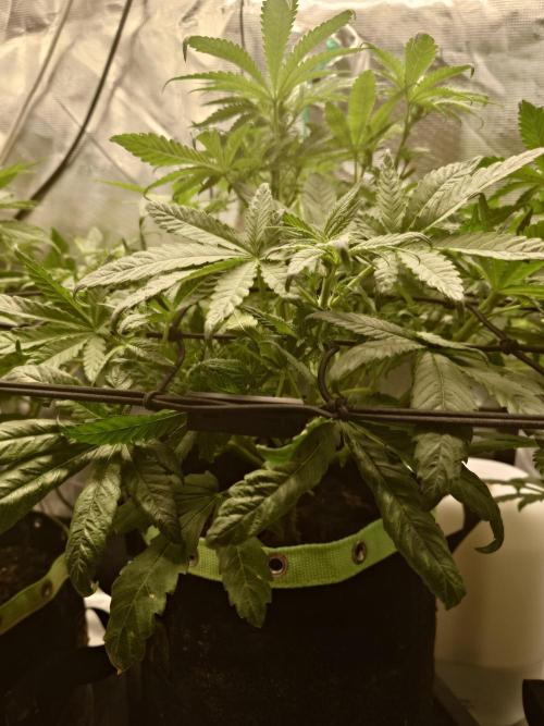 AA+BB+CC RF3 - AI-Grow. Week 6