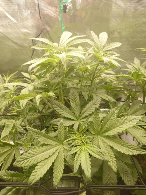 AA+BB+CC RF3 - AI-Grow. Week 6