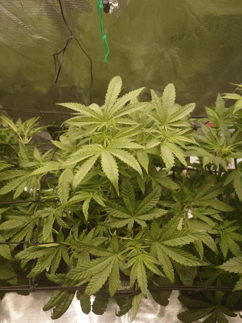 AA+BB+CC RF3 - AI-Grow. Week 6