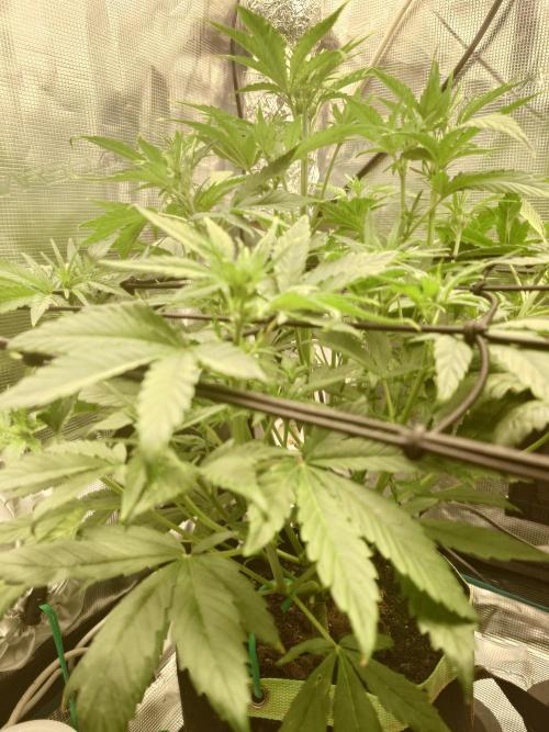 AA+BB+CC RF3 - AI-Grow. Week 6