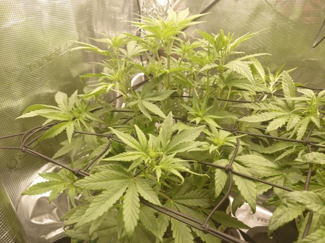 AA+BB+CC RF3 - AI-Grow. Week 6