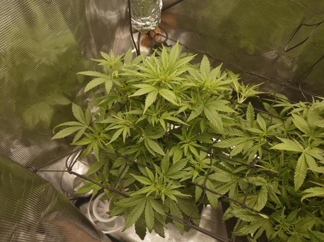 AA+BB+CC RF3 - AI-Grow. Week 6