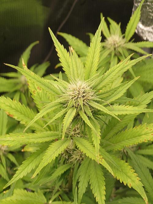 AA+BB+CC RF3 - AI-Grow. Week 7