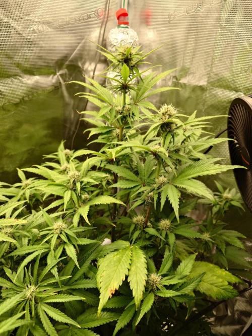 AA+BB+CC RF3 - AI-Grow. Week 7