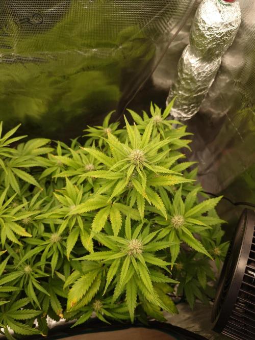 AA+BB+CC RF3 - AI-Grow. Week 7
