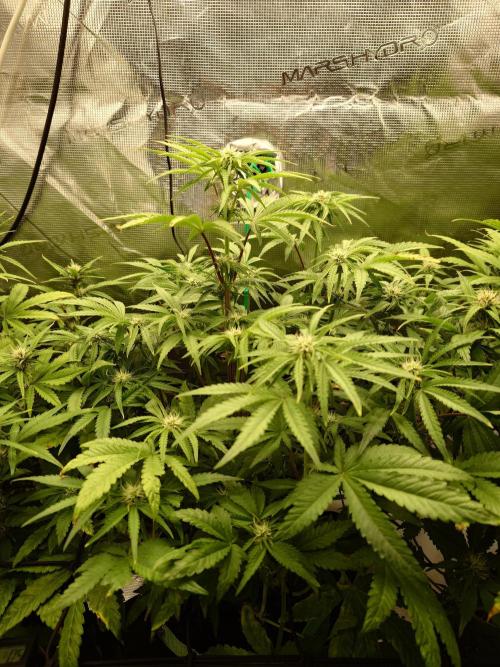 AA+BB+CC RF3 - AI-Grow. Week 7