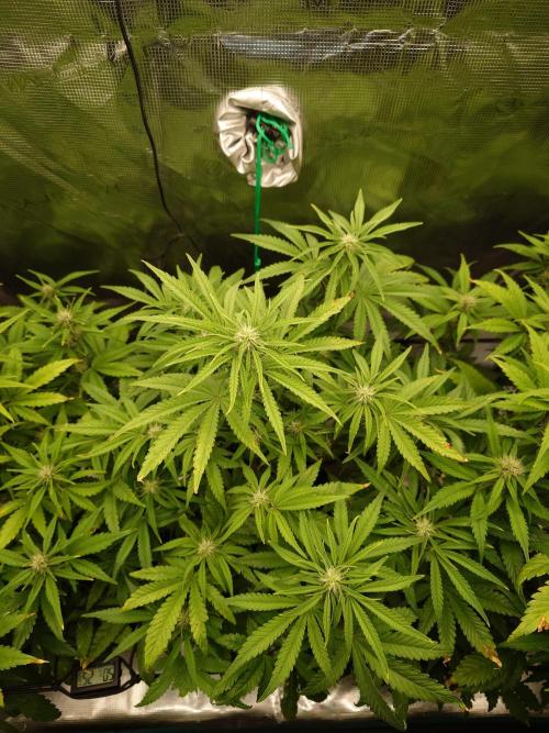 AA+BB+CC RF3 - AI-Grow. Week 7