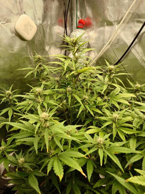 AA+BB+CC RF3 - AI-Grow. Week 7