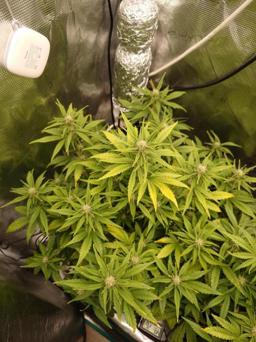 AA+BB+CC RF3 - AI-Grow. Week 7