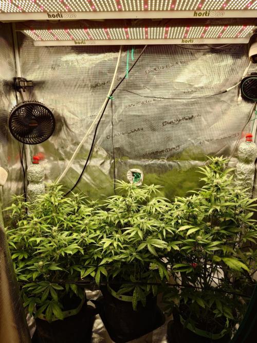 AA+BB+CC RF3 - AI-Grow. Week 7