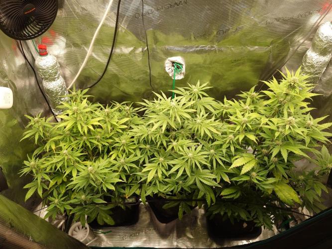 AA+BB+CC RF3 - AI-Grow. Week 7