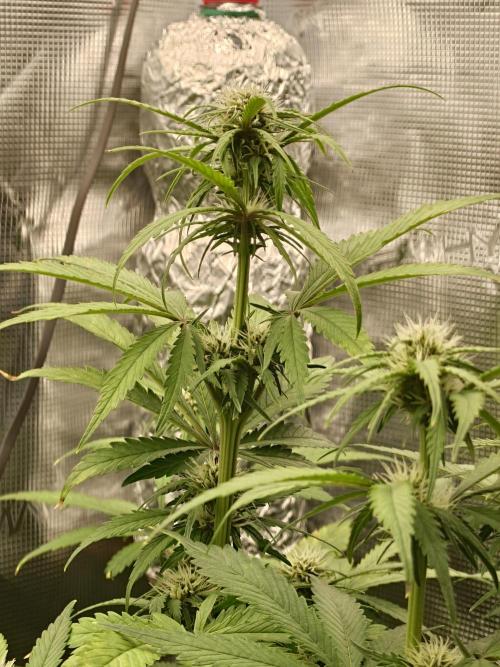 AA+BB+CC RF3 - AI-Grow. Week 7
